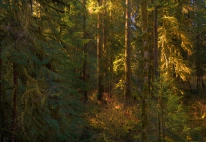 Sol Duc forest web